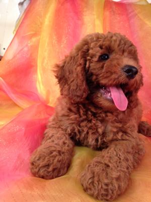 Iowa Breeder Located near Minnesota, Illinois, and Wisconsin!